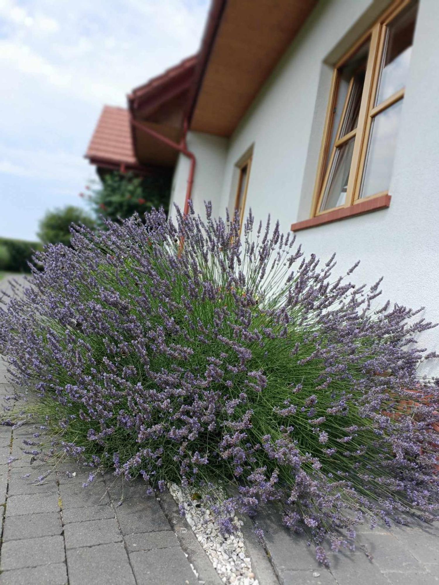 Noclegi "Koniadow" Solina  Exterior foto